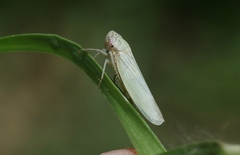 Cofana spectra