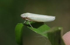 Cofana spectra