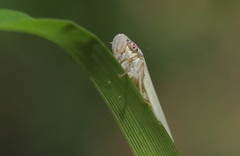 Cofana spectra