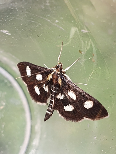 Anania funebris