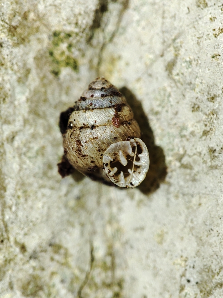 Odontocycladidae