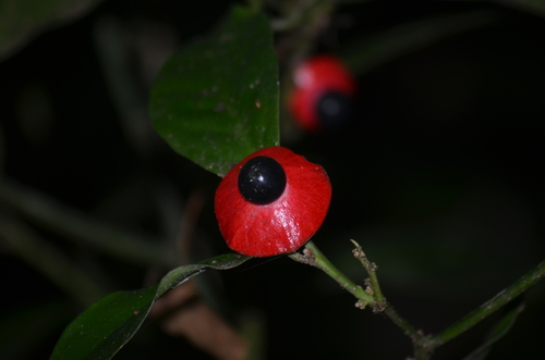 Heisteria acuminata (Heisteria acuminata)