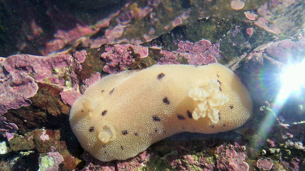 Alloiodoris