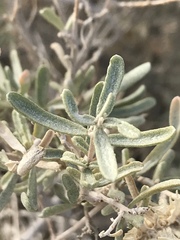 Atriplex canescens laciniata
