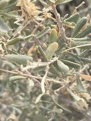 Atriplex canescens laciniata