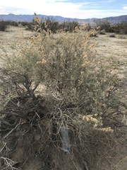 Atriplex canescens laciniata