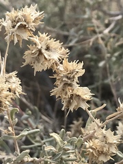 Atriplex canescens laciniata