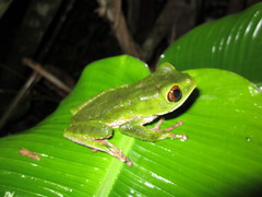 Phyllomedusa venusta