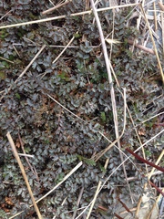 Acaena saccaticupula