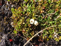 Gaultheria nubicola