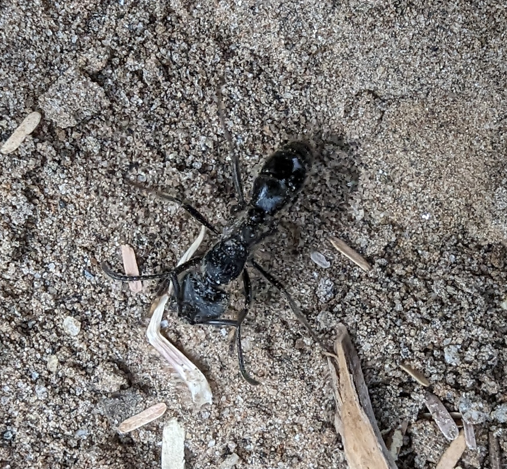 Paltothyreus