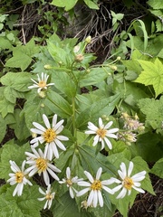 Eucephalus engelmannii, photograph beagsmn, CC BY, iNaturalist via GBIF