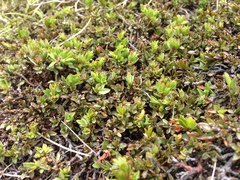 Pimelea notia