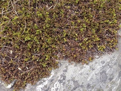 Pimelea notia
