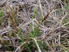 Carex lachenalii