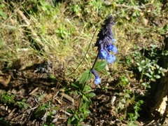 Salvia helianthemifolia