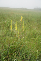 Kniphofia laxiflora