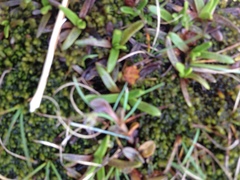 Abrotanella caespitosa