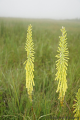 Kniphofia laxiflora