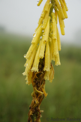 Kniphofia laxiflora