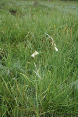 Dierama argyreum