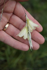 Dierama argyreum
