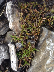 Abrotanella caespitosa
