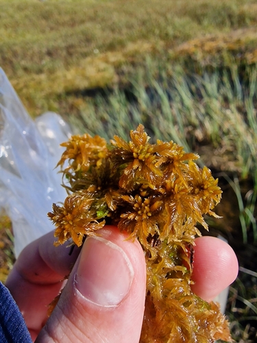 Sphagnum annulatum