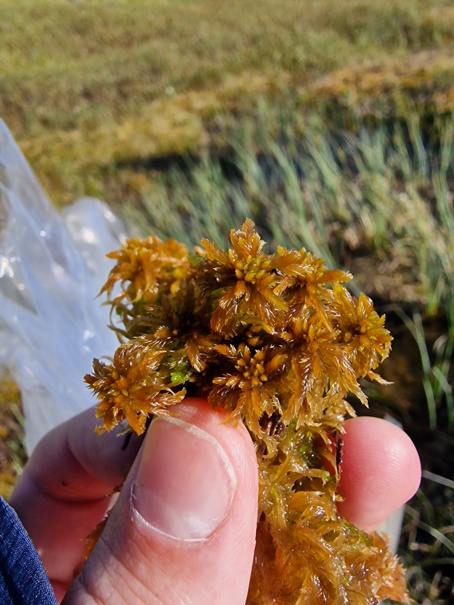 Sphagnum annulatum