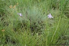 Moraea inclinata