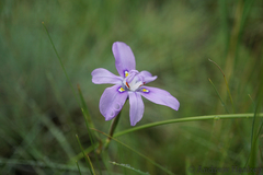 Moraea inclinata
