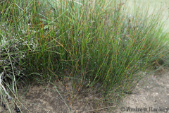 Restio schoenoides