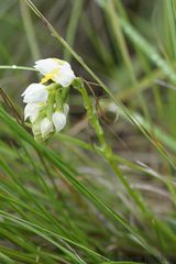 Schizochilus flexuosus