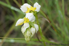 Schizochilus flexuosus