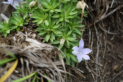 Craterocapsa tarsodes