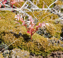 Sedum smallii