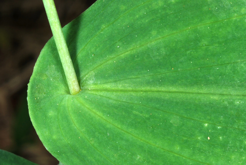 Uvularia perfoliata