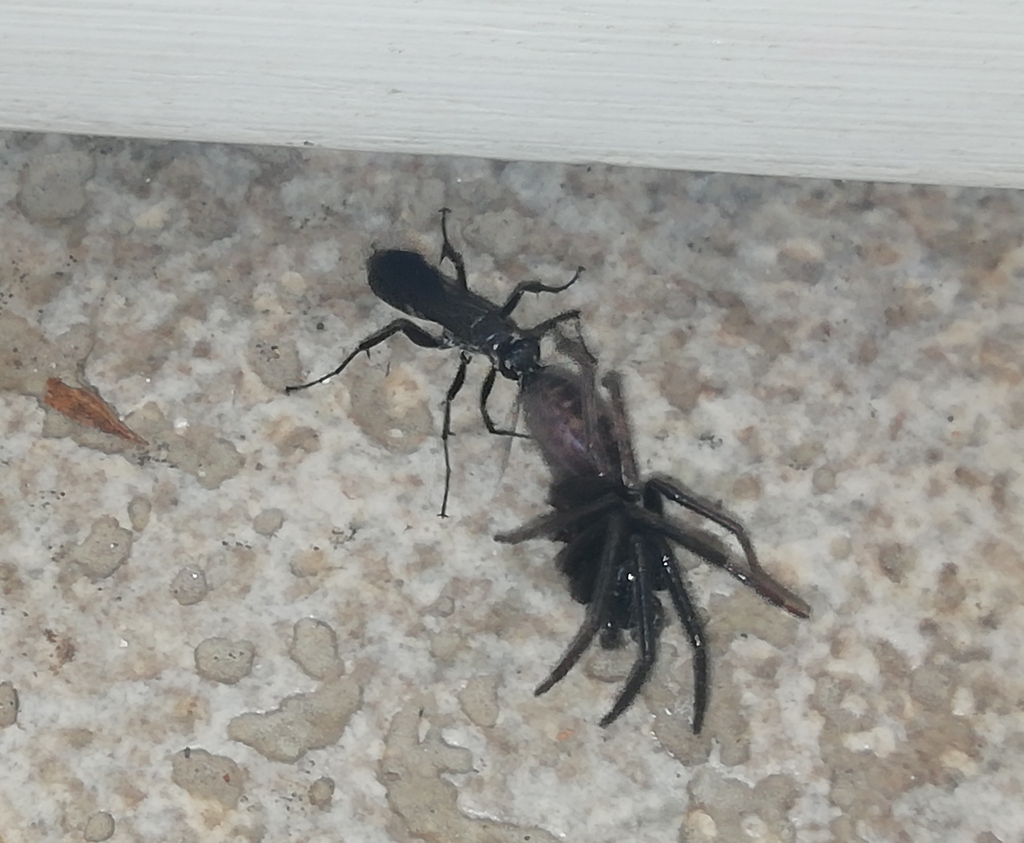 Agenioideus apicalis