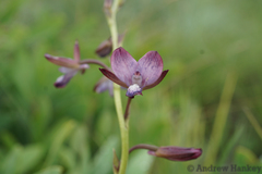 Eulophia zeyheriana