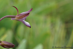 Eulophia zeyheriana