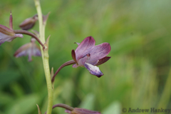 Eulophia zeyheriana