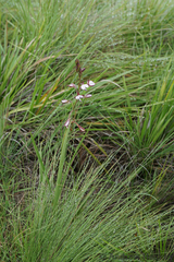 Eulophia zeyheriana