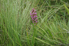 Disa stachyoides