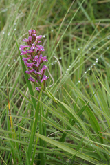 Disa stachyoides