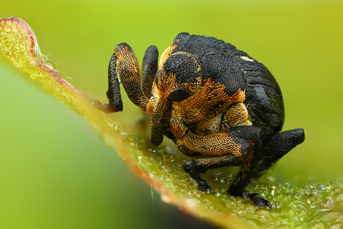 Iris weevil, photo 3 of 8