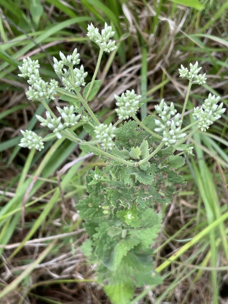 roundleaved boneset from White Store Rd, Polkton, NC, US on August 4