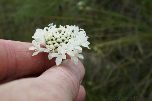 Cephalaria zeyheriana (Cephalaria zeyheriana)