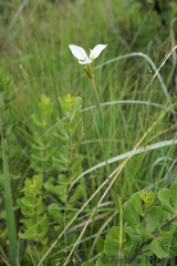 Moraea albicuspa