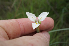 Moraea albicuspa