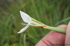 Moraea albicuspa